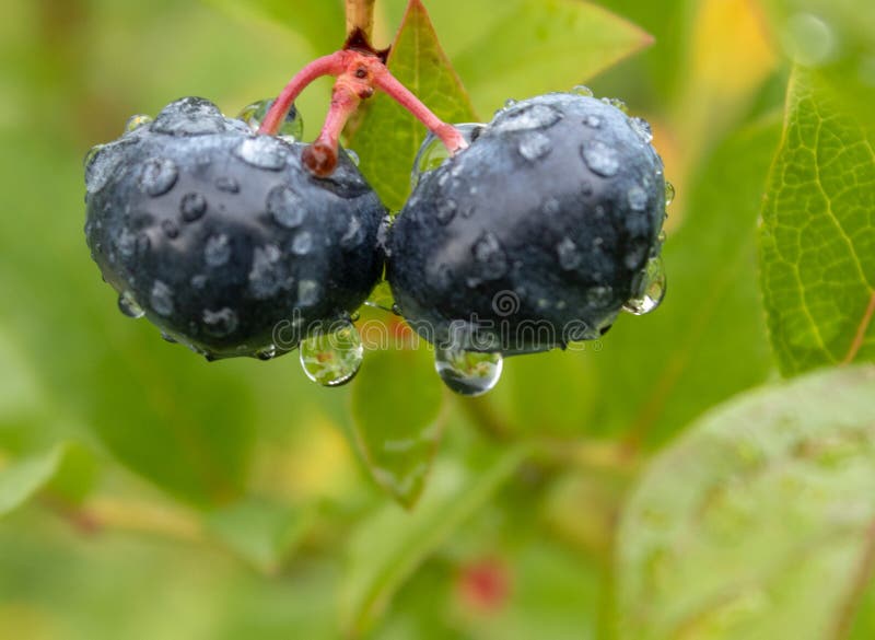 Garden blueberries delicious, healthy berry fruit. Vaccinium corymbosum, high Bush blueberry. Blue ripe berries on a healthy green stock photos