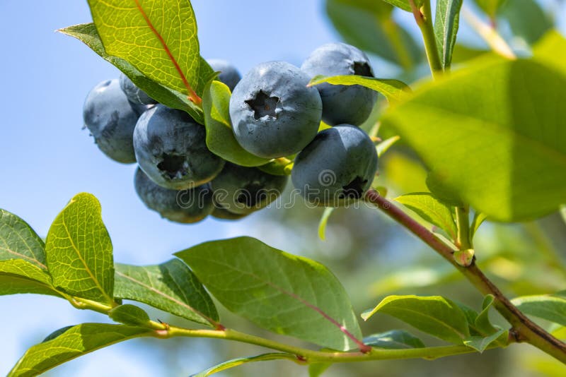 Garden blueberries delicious, healthy berry fruit. Vaccinium corymbosum, high Bush blueberry. Blue ripe berries on a healthy green stock photography