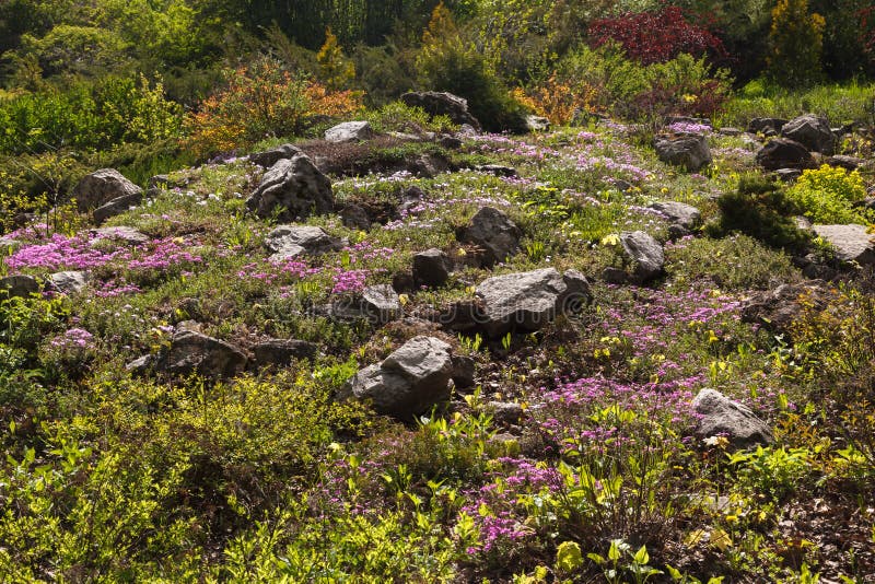 Garden flower bed landscape design Alpine slide stones steppe expanses plants royalty free stock photos