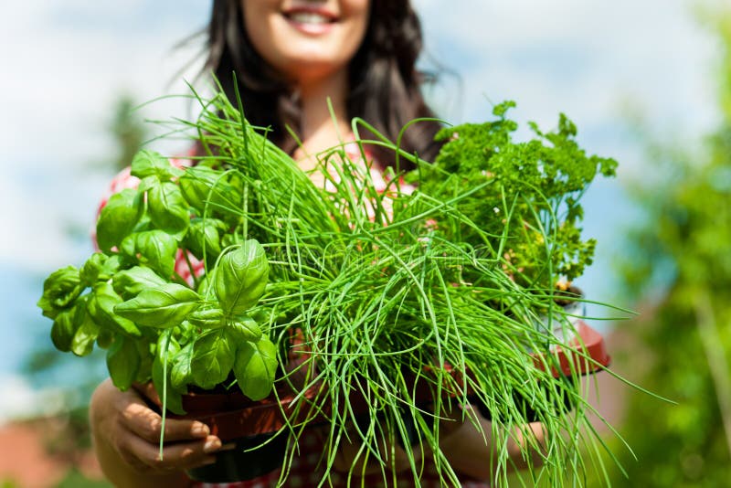 Gardening in summer - woman with herbs. Gardening in summer - happy woman with different kind of fresh herbs royalty free stock photography