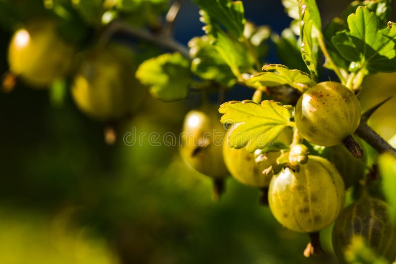 Goosberries in the garden. Fresh young freen fruit on the bush branches. Copy space on left. Selective focus royalty free stock photos