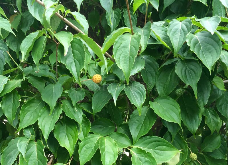 Leaves and fruit of the Korean dogwood bush. Green leaves and orange fruit of the Korean dogwood bush Cornus kousa. The fruit resembles a soccer ball. Also stock photo