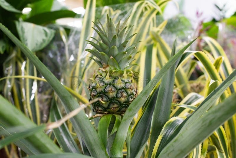 Green little pineapple fruit. Natural Ananas comosus pineapple fruiting in nature. One fruit of an exotic fruit on a bush harvest. Green little pineapple fruit stock photos