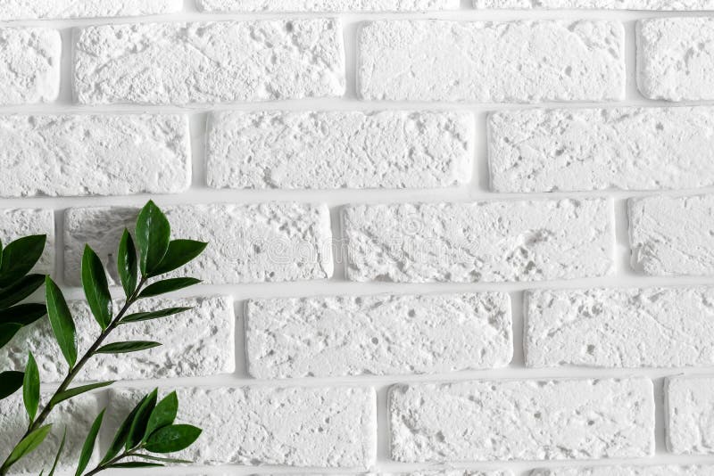 Green plant branch on white brick wall modern home interior design background stock photography