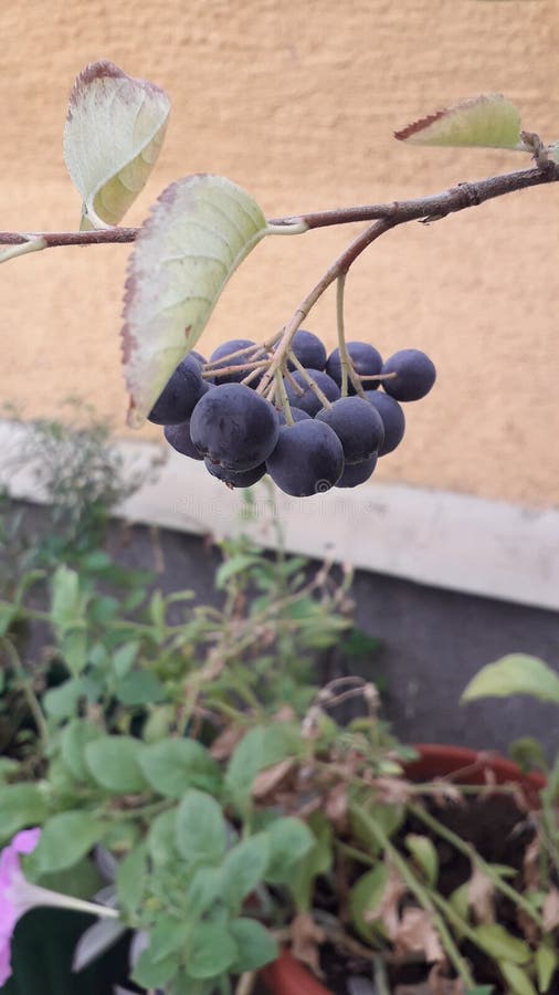 Green plant with fruit, aronia bush in the pot on the city terrace, urban gardening,. Green plant with fruit, aronia organic bush in the pot on the city terrace stock photo