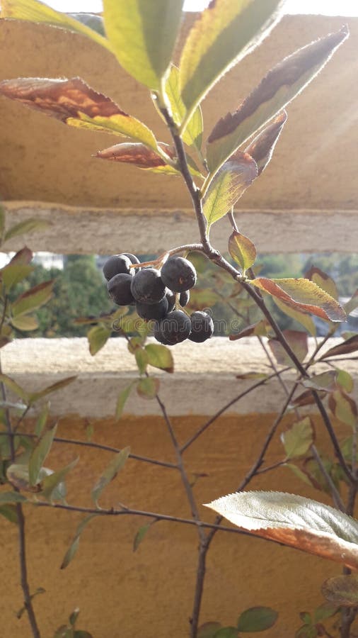 Green plant with fruit, aronia bush in the pot on the city terrace, urban gardening,. Green plant with fruit, aronia organic bush in the pot on the city terrace royalty free stock images