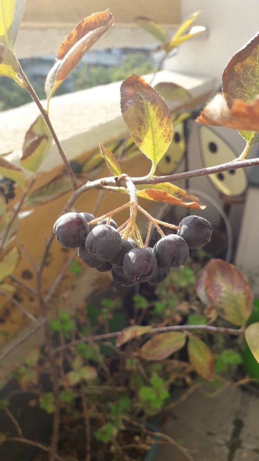 Green plant with fruit, aronia bush in the pot on the city terrace, urban gardening,. Green plant with fruit, aronia organic bush in the pot on the city terrace stock photography