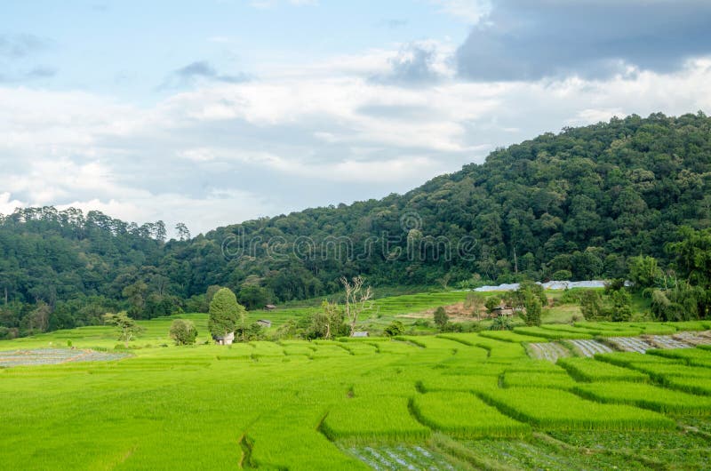 Green rice terraces in country village,Thailand. Green rice terraces in country village at Mae Kalng Luang Thailand stock image