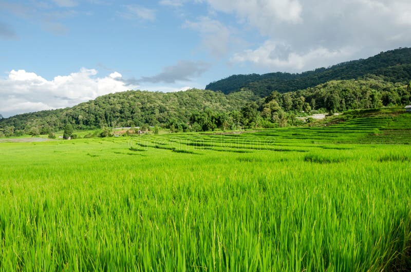 Green rice terraces view in country village,Thailand. Green rice terraces in country village at Mae Kalng Luang Thailand stock photo