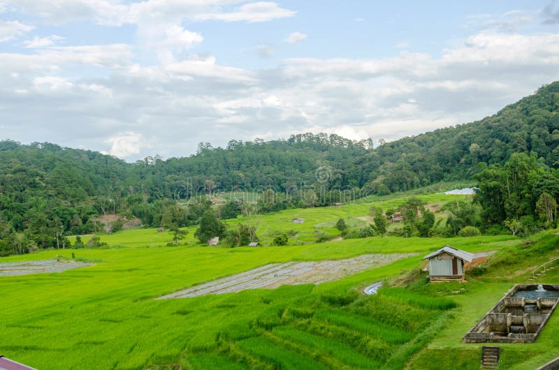 Green rice terraces view in country village,Thailand. Green rice terraces in country village at Mae Kalng Luang Thailand royalty free stock image