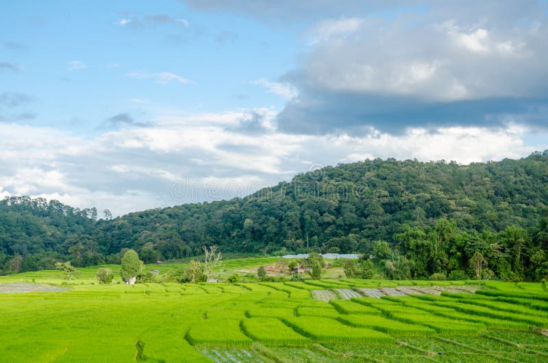 Green rice terraces view in country village,Thailand. Green rice terraces in country village at Mae Kalng Luang Thailand royalty free stock photography
