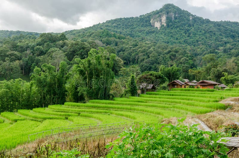 Green rice terraces view in country village,Thailand. Green rice terraces in country village at Mae Kalng Luang Thailand stock photos