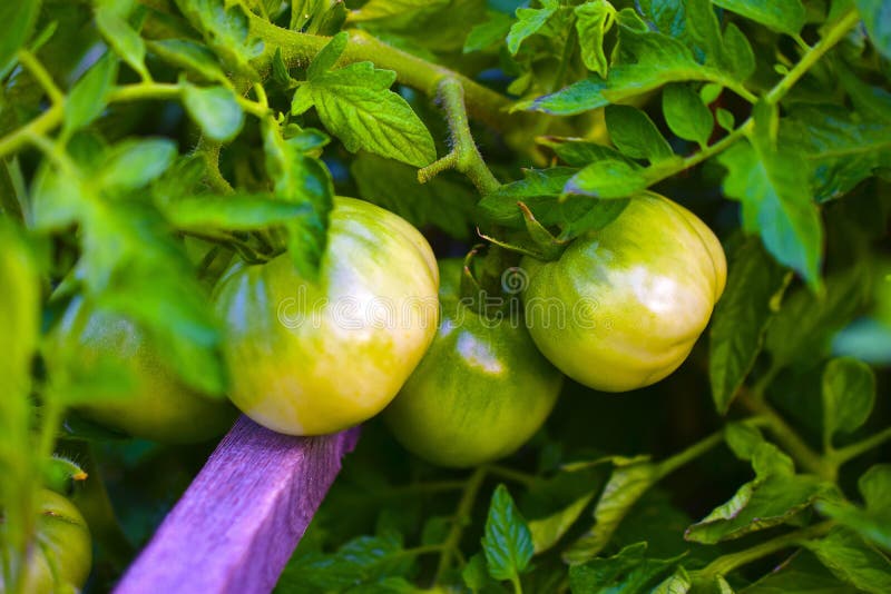 Green and unripe fruit of tomatoes on a Bush. Sometimes flowers are just flowers. Flowers are free beauty in nature. Flowers bloom everywhere for everyone who royalty free stock image