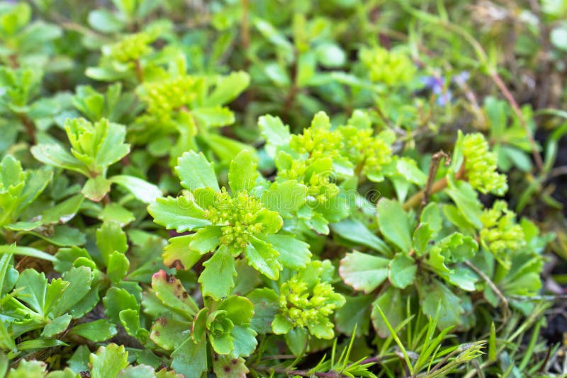 Ground cover plant sedum for Alpine hill. Landscape design royalty free stock image