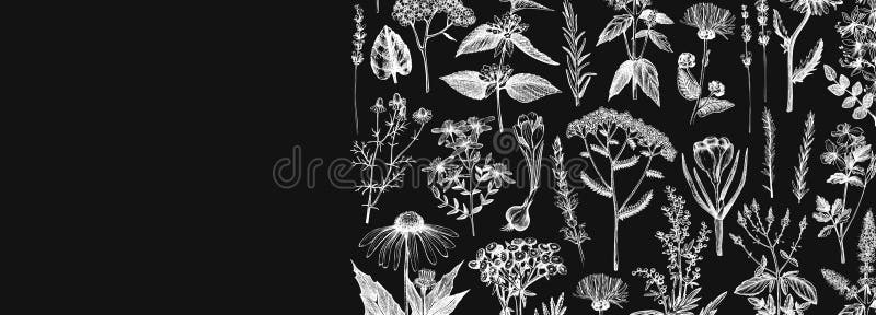 Hand drawn medicinal herbs banner design on chalkboard. Vector flowers, weeds and meadows sketches. Vintage summer plants template. Botanical background with vector illustration