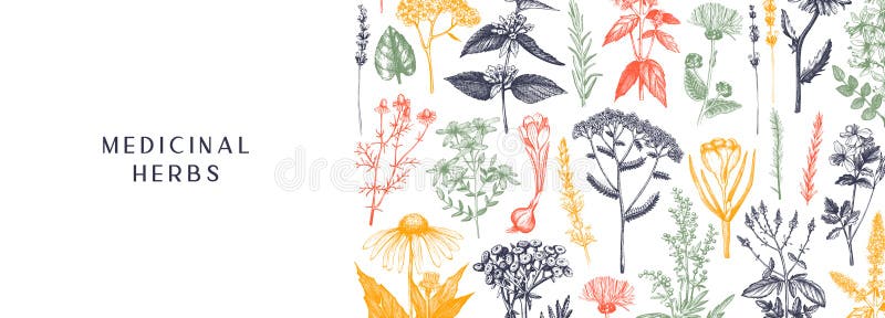 Hand drawn medicinal herbs banner design in color. Wild flowers, weeds and meadows sketches. Vintage summer plants template. Vector background with floral vector illustration