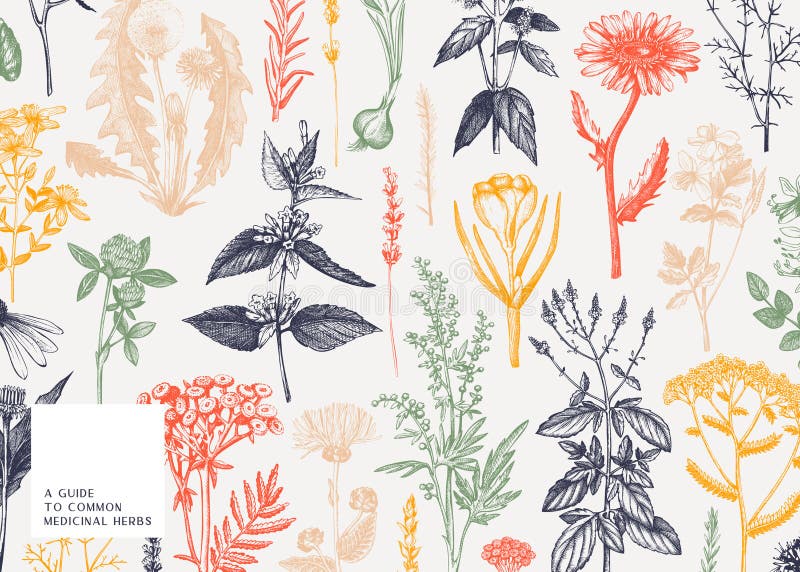 Hand drawn medicinal herbs banner design in color. Wild flowers, weeds and meadows sketches. Vintage summer plants template. Vector background with floral royalty free illustration Hand drawn medicinal herbs banner design in color. Wild flowers, weeds and meadows sketches. Vintage summer plants template. Vector background with floral royalty free illustration