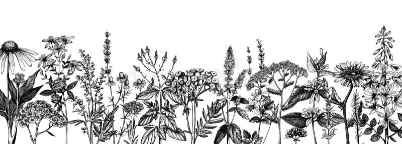 Hand drawn medicinal herbs banner design. Vector flowers, weeds and meadows sketches. Vintage summer plants template. Botanical. Background with floral elements stock illustration