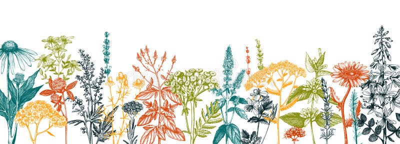 Панорамный рисунок лекарственные растения
