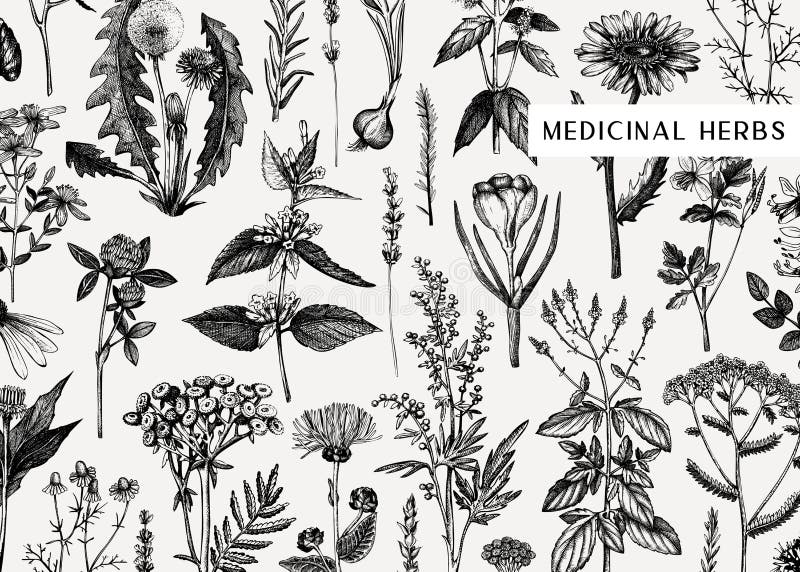 Hand drawn medicinal herbs banner design. Vector flowers, weeds and meadows sketches. Vintage summer plants template. Botanical. Background with floral elements royalty free illustration