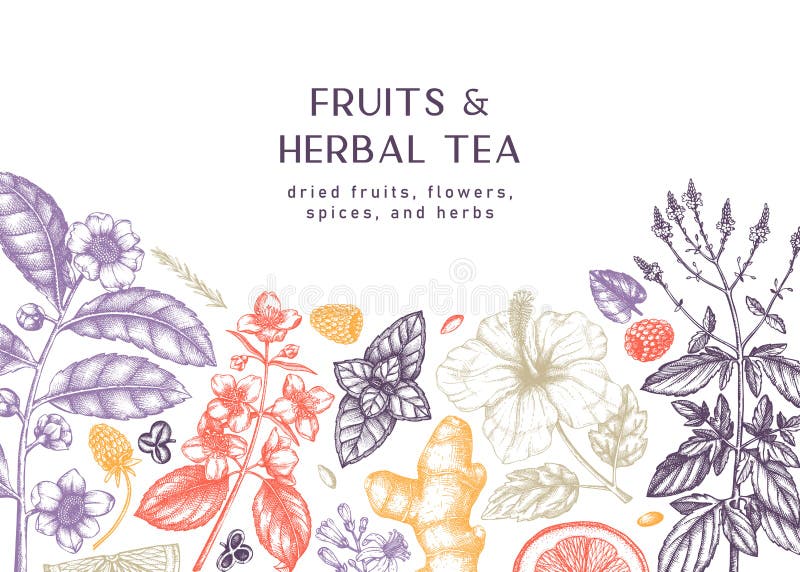 Hand sketched herbal tea ingredients banner. Vintage herbs and fruits sketches. Summer drinks background. Perfect for recipe, menu. Label, packaging. Herbal royalty free illustration