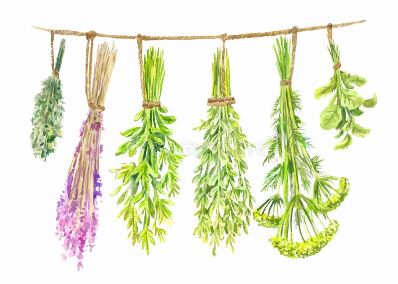 Herbs are dried on a string. Watercolor summer illustration. Isolated on white royalty free illustration