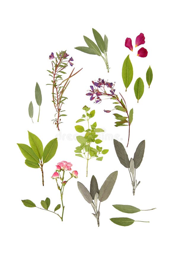 Herbs and Flowers of Summer. Abstract arrangement of pressed herbs and flowers of summer against a white background royalty free stock photo