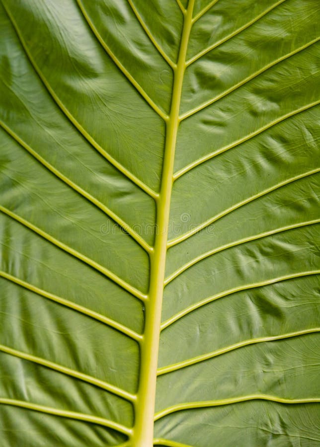 A huge leaf of an unusual exotic plant. Phuket. royalty free stock photo