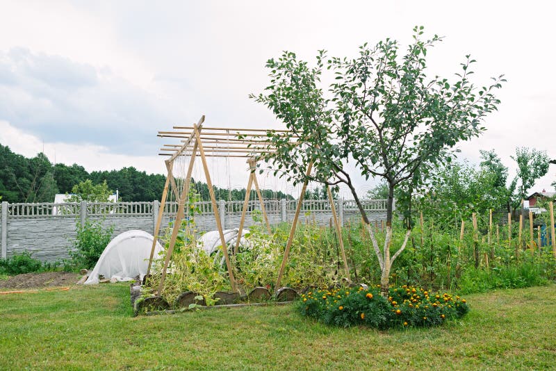 Kitchen garden on the seasonal dacha in the summer. Cultivation of fruits and vegetables on the dacha stock photo