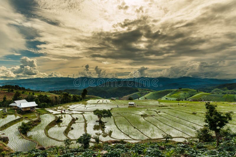 Landscape ,Pa Pong Piang rice terraces of Thailand. Landscape ,Pa Pong Piang rice terraces at District Mae chaem of Chiang Mai Province Country of Thailand royalty free stock images