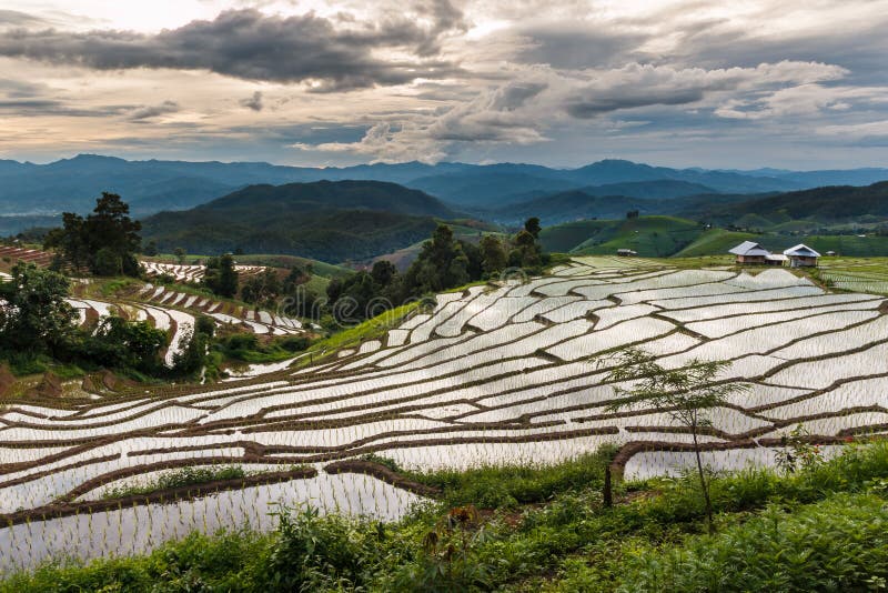 Landscape ,Pa Pong Piang rice terraces of Thailand. Landscape ,Pa Pong Piang rice terraces at District Mae chaem of Chiang Mai Province Country of Thailand royalty free stock image