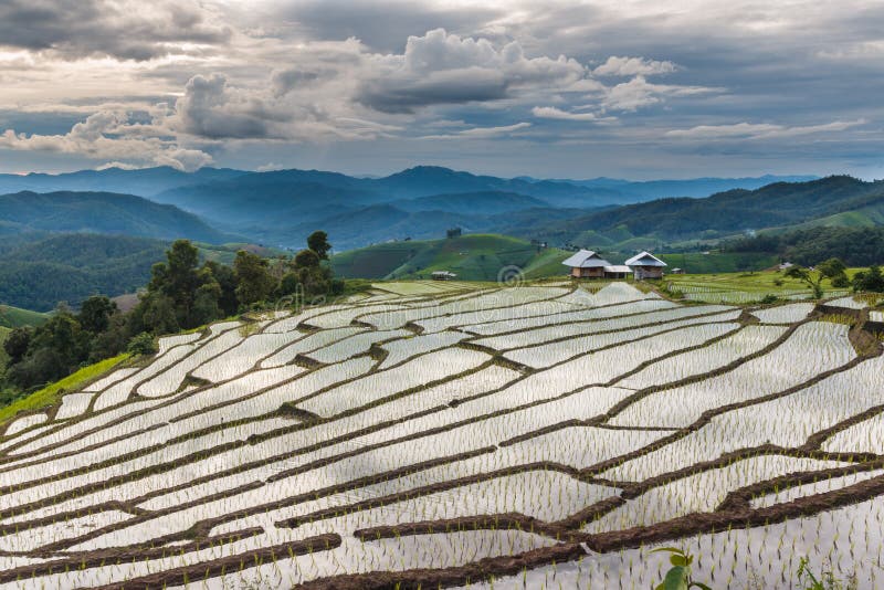 Landscape ,Pa Pong Piang rice terraces of Thailand. Landscape ,Pa Pong Piang rice terraces at District Mae chaem of Chiang Mai Province Country of Thailand stock photos