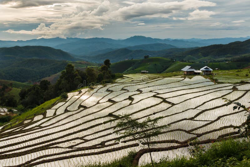 Landscape ,Pa Pong Piang rice terraces of Thailand. Landscape ,Pa Pong Piang rice terraces at District Mae chaem of Chiang Mai Province Country of Thailand stock image