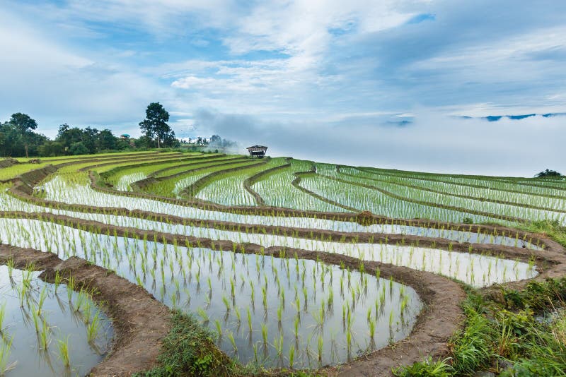 Landscape ,Pa Pong Piang rice terraces of Thailand. Landscape ,Pa Pong Piang rice terraces at District Mae chaem of Chiang Mai Province Country of Thailand royalty free stock photography