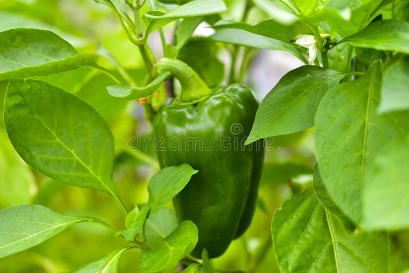Large green and fresh pepper fruit on a green Bush. Pepper is the most famous and ancient spice on earth. In Russian, the word `pepper` even became the royalty free stock photography Large green and fresh pepper fruit on a green Bush. Pepper is the most famous and ancient spice on earth. In Russian, the word `pepper` even became the royalty free stock photography