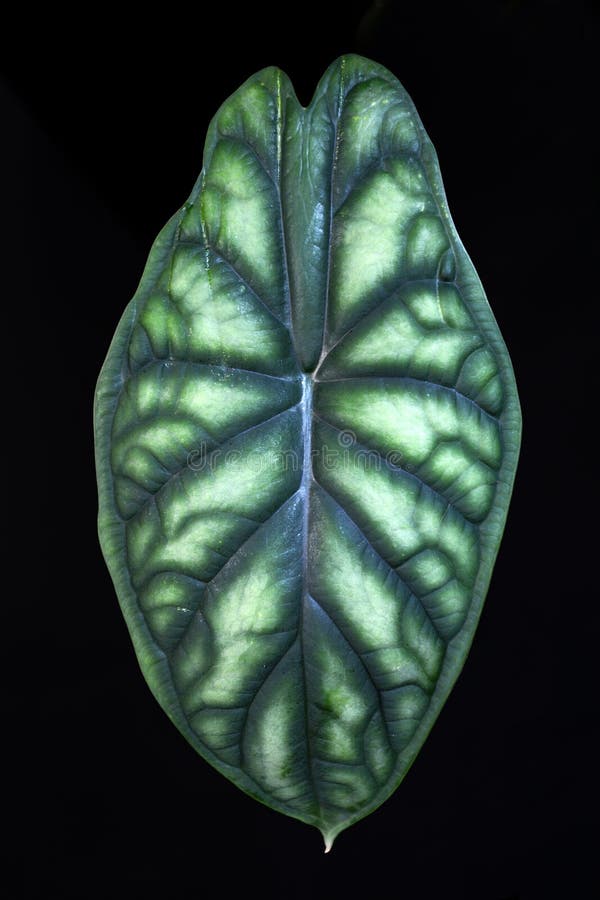 Leaf of exotic `Alocasia Baginda Cuprea Dragon Scale` house plant with bright green color and unique scale pattern isolated o. Full leaf of exotic `Alocasia stock photo