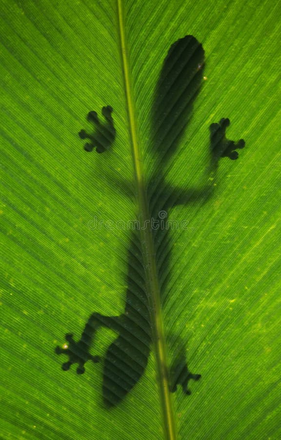 Leaf-tailed gecko is sitting on a large green leaf. Silhouette. unusual perspective. Madagascar. royalty free stock photo