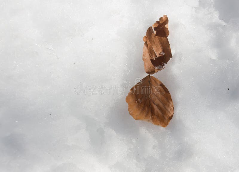 Leaf in an unusual environment and contrast royalty free stock photography