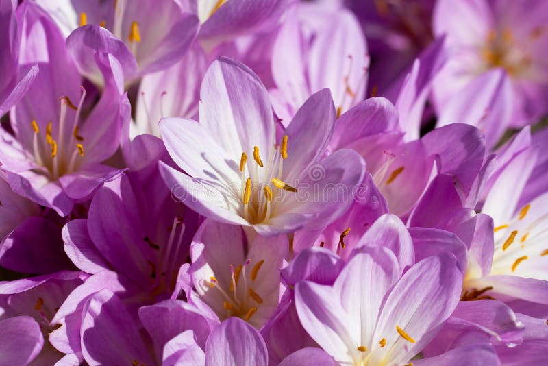 Lilac autumn crocus flowers blooming in the garden.  stock images