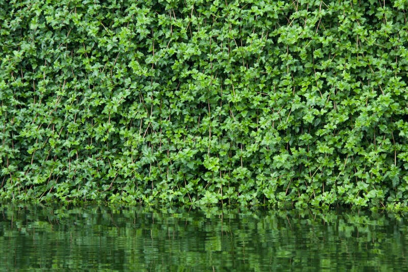 Many leafs of ivy cover a wall stock photography