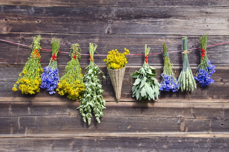 Many summer medical herbs bunches on wooden wall. Many summer various medical herbs bunches on old wooden farm wall royalty free stock image