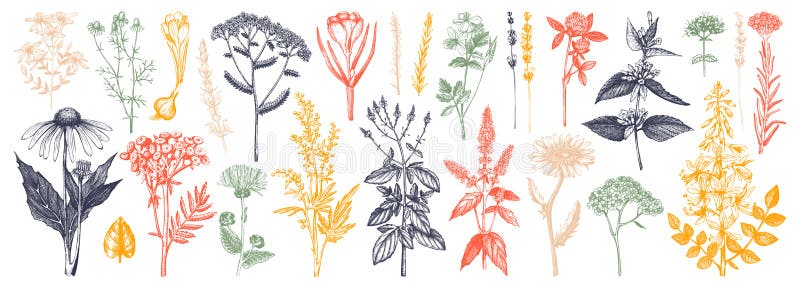 Medicinal herbs collection. Vector set of hand drawn summer florals, herbs, weeds and meadows. Vintage plants with insects. Illustration. Botanical elements in royalty free illustration