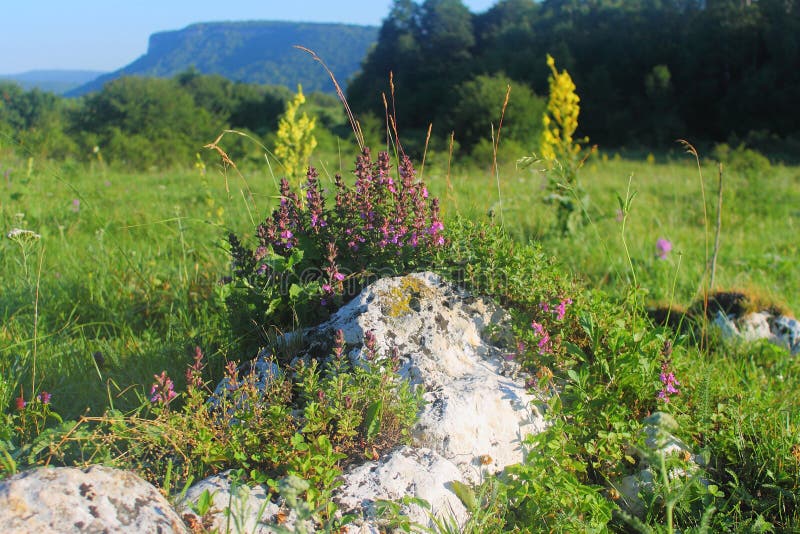 Mountain thyme growing on natural Alpine slide stock image