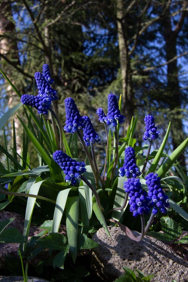 Muscari are blue as the sky stock photo