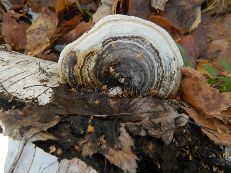 Mushroom on birch unusual kind of beautiful royalty free stock image