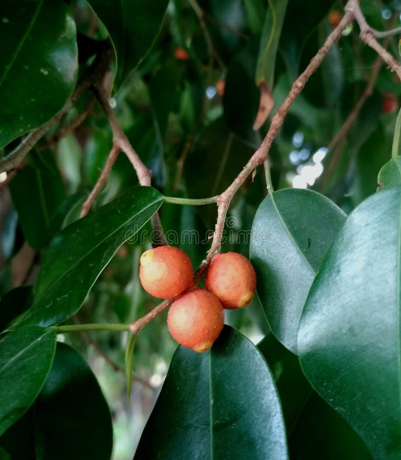 Orange fruit bush, Golden Dew Drop, Duranta erecta. Orange fruit bush, Golden Dew Drop royalty free stock photo Orange fruit bush, Golden Dew Drop, Duranta erecta. Orange fruit bush, Golden Dew Drop royalty free stock photo