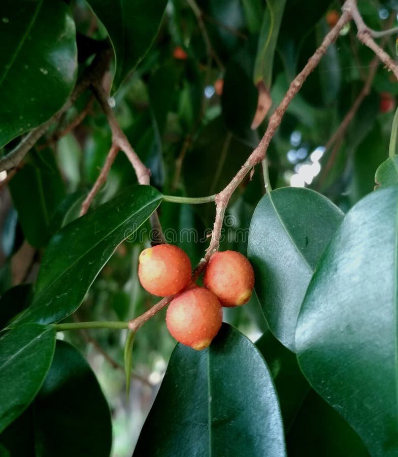 Orange fruit bush, Golden Dew Drop, Duranta erecta. Orange fruit bush, Golden Dew Drop royalty free stock photo