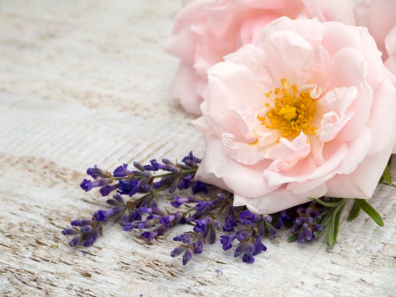 Pale pink roses and provence lavender. On the wooden rustic background stock photography