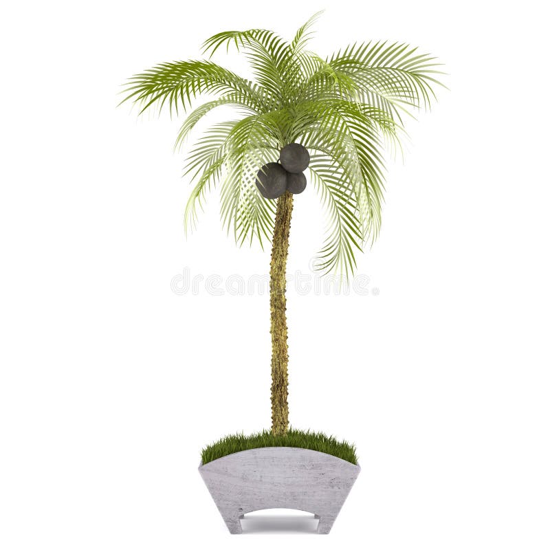 Palm tree in the pot vector illustration