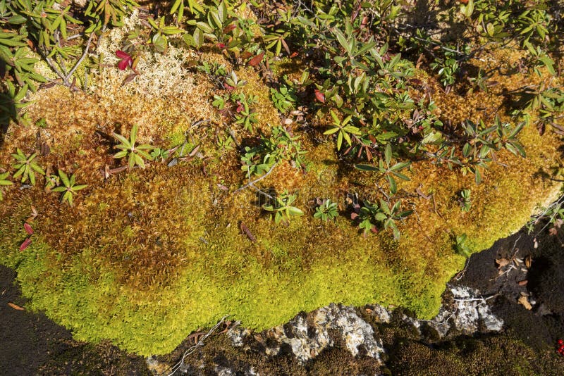 Peat moss and arctic alpine plants, Mt. Cardigan, New Hampshire. Arctic alpine plants in a bed of Sphagnum moss near the summit of Mt. Cardigan in northern New stock images